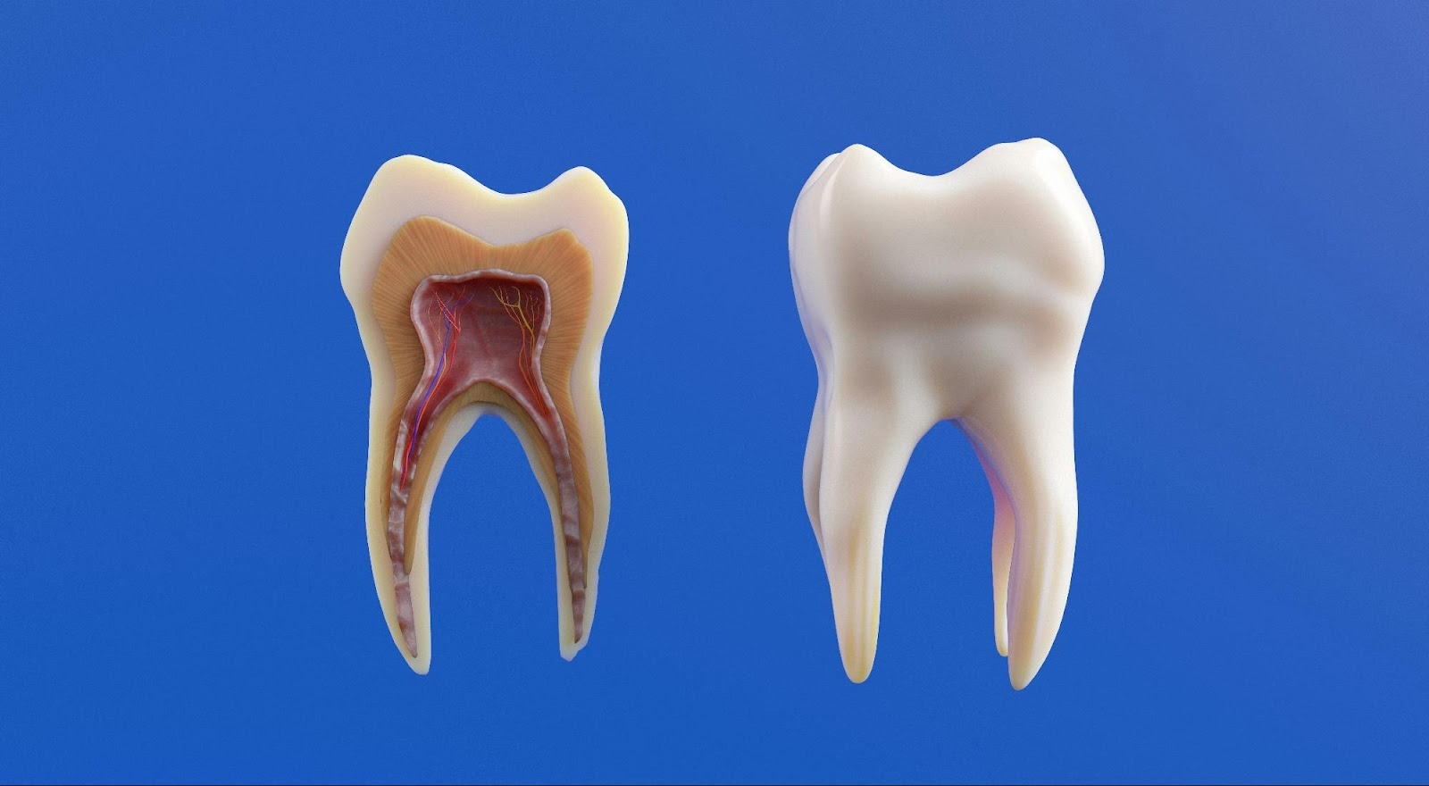 3D cross-section render of a tooth showing root anatomy, ideal for educational blog content to build patient trust and authority.